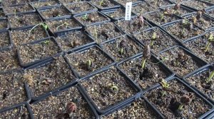 какао как вырастить