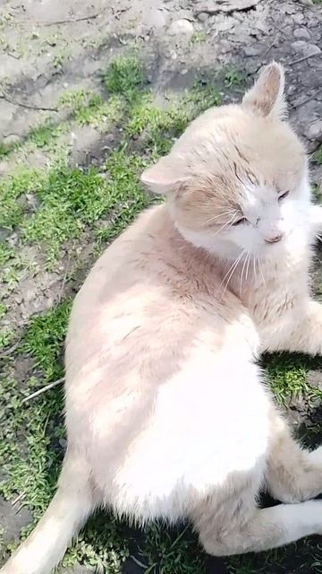 рыжик 2026#минутамолчания*#