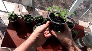 Полив молодой рассады