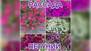 Рассада петунии 02.04.2026