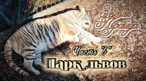 Зоопарк. #Земля_Прайда Парк львов Часть"6"