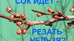 Сок идёт - резать нельзя?..