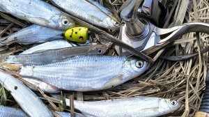 РЫБАЛКА ВЕСНОЙ НА УКЛЕЙКУ! ЛОВЛЯ НА ПОПЛА-ПОППЕР УКЛЕЙКУ. РЫБАЛКА 2026