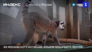Из московского антикафе изъяли кошачьего лемура-