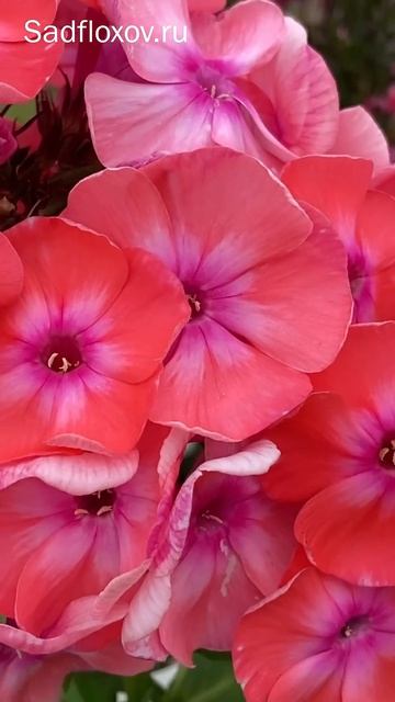 Флокс Илларион