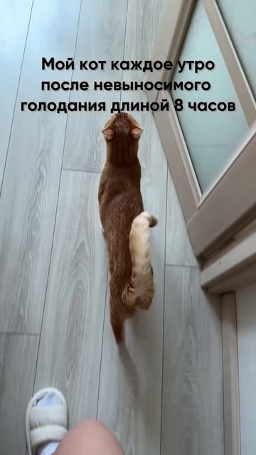 Кот после 8 часов голодовки