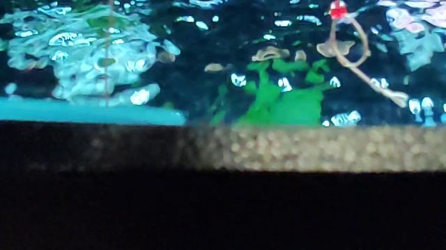 Рыбаки ловили Маню