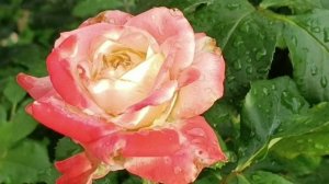 Розы после дождя, лето 2025г