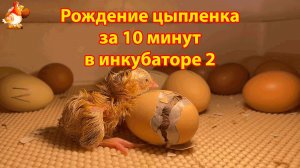 Рождение цыпленка за 10 минут в инкубаторе 2