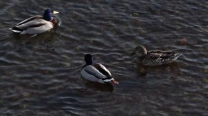 ВЕРБНОЕ ВОСКРЕСЕНЬЕ БУДЕТ ТЕПЛЫМ.