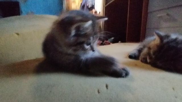 котята кошки