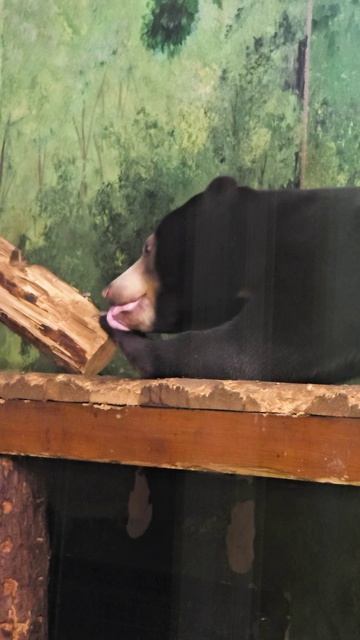 Солнечный медведь