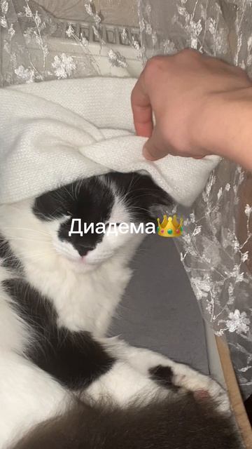 Кай❤️🩹🐱