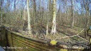 LIVE: На лесной опушке. Природа онлайн