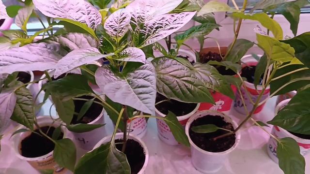 Обзор рассады томатов и перцев на 2 апреля 26 года