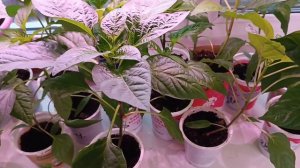 Обзор рассады томатов и перцев на 2 апреля 26 года