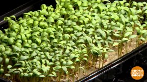 Домашняя мини-ферма: огород круглый год? Доброе утро. Фрагмент выпуска от 03.04.2026