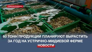 На севастопольской устрично-мидиевой ферме собираются за год вырастить 60 тонн продукции