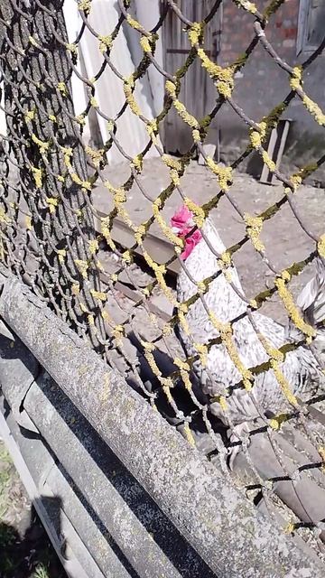 сервилатик#2026#ультрамощныйпетух*#