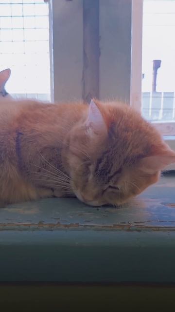 Блаженная лень в Преданном 💛