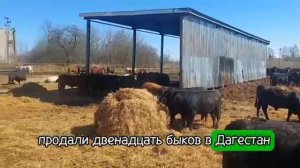 Продажа племенных быков абердинов, лимузинов и шароле