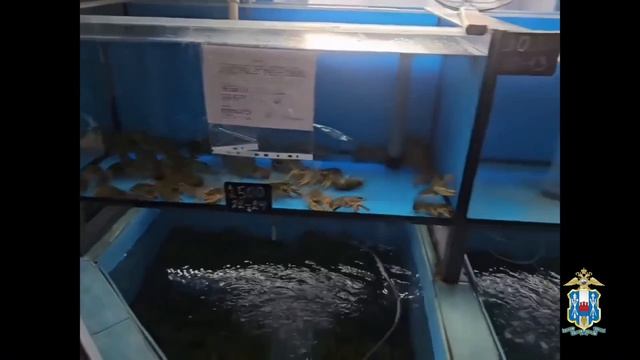 «Пирамида обмана» и убийство за бутылкой: как ростовская полиция ловит мошенников и преступников