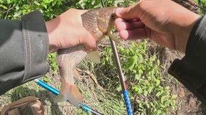 опустил мормышку под бревно-ТАМ КРУПНЯК ЖДАЛ Рыбалка на карася, боковой кивок