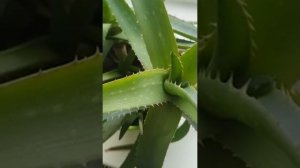 Кривое зеркальце обзоры на Губареву- Алиса продолжает свои темные делишки. Полиглоты.