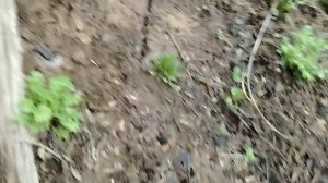 У нас появился новый маньяк!!!