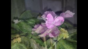 Цикламен. 3 апреля 2026