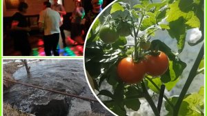 Поспели первые помидорки. Ремонтировать📴 решили сами. Отмечаем юбилей Дениса.