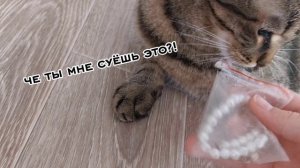 Сделала ВЫБОРЫ для кошки буси🥰🐱