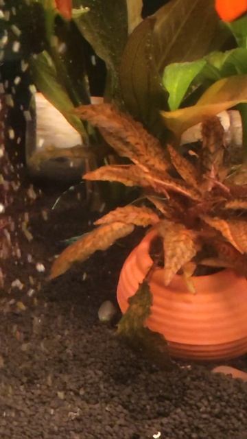 Рыбка клоун (силиконовая)