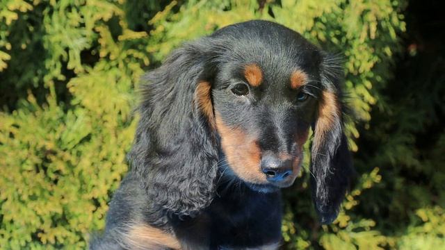 Гармония из Страны Грёз - 30.03.2026