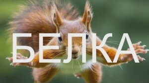 #БЕЛКА #анекдот