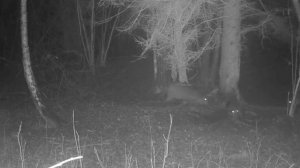 Видео фото ловушки