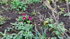 ДЕДУ ДО БРАВЕНЬКОЙ КАК ДО КИТАЯ ПЕШКОМ