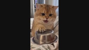 Смешные Кошки-Коты  😸Лучшие приколы с кошками и Животными😸 СОБАКИ😸 Животные- Смешные видео!