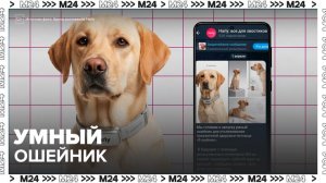 Московский бренд зоотоваров анонсировал выпуск умного ошейника - Москва 24