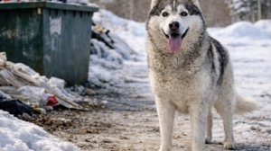 ХАСКИ ПОТЕРЯЛСЯ! Собаки сбежали из дома!