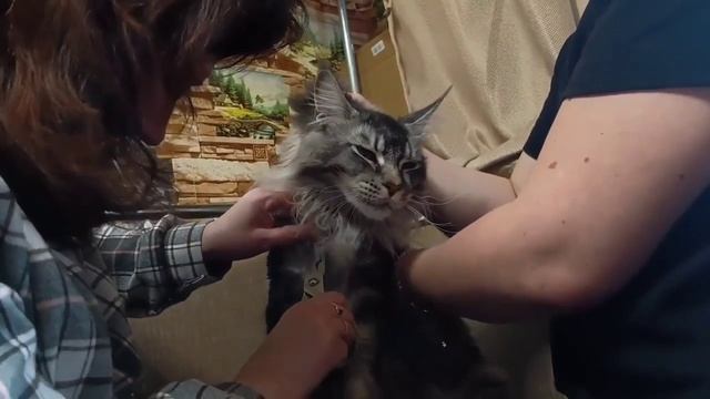 Семёна можно расчесать только в 4 руки🫢🤷❤️. Привели в порядок кота🙏