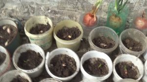 ЧЕСНОК   💥  ЗЕМЛЯ  💥 ПОДПИШИСЬ