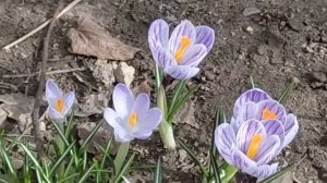 Вот и АПРЕЛЬ ... Одного месяца ВЕСНЫ-как не бывало ... А ивы -всё ЖЕЛТЕЙ и ЖЕЛТЕЙ !!!