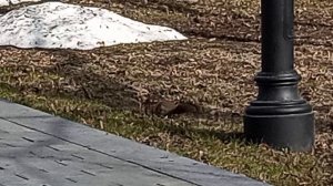 Московская белочка в парке Северного речного вокзала. 3.04.2026 г