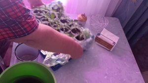 3.04.Удобно использовать скрепки для фитолампы. Удобряю рассаду гуматом калия. Сняла попонку.