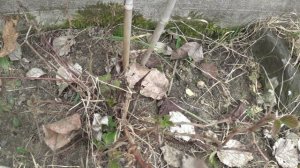 МАЛИНА  💥  ПОЧКИ   💥ЛИСТОЧКИ  💥ПОДПИШИСЬ