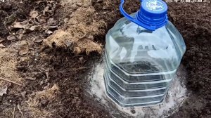 Почернели розы 🌹 не беда...РЕАНИМАЦИЯ 🌹