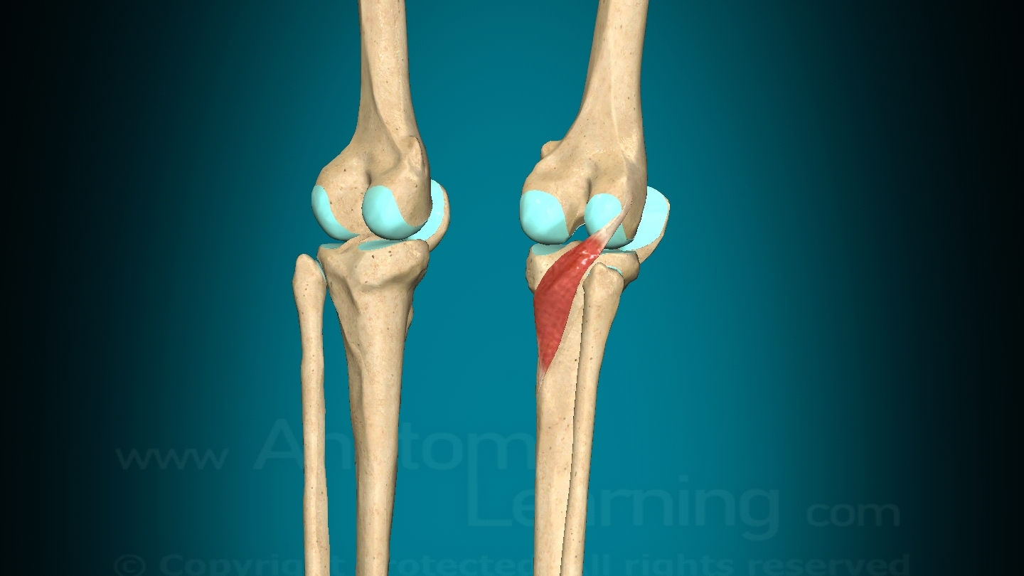 Подколенная мышца, упражнение