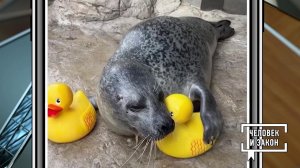 Видео недели: осторожно - самокатчики; серенады для рыб; конфуз на сцене; милый тюлень. Человек и...