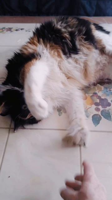 Как Кошка Панки мышковала🐱